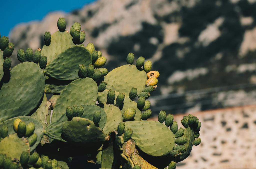 Why Climate Resilience Must Include the Body: Somatics as a Survival&nbsp;Skill